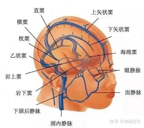 颈内动脉;4.小脑图24 颈内静脉和椎静脉(磁共振断面)1.颈内动脉;2