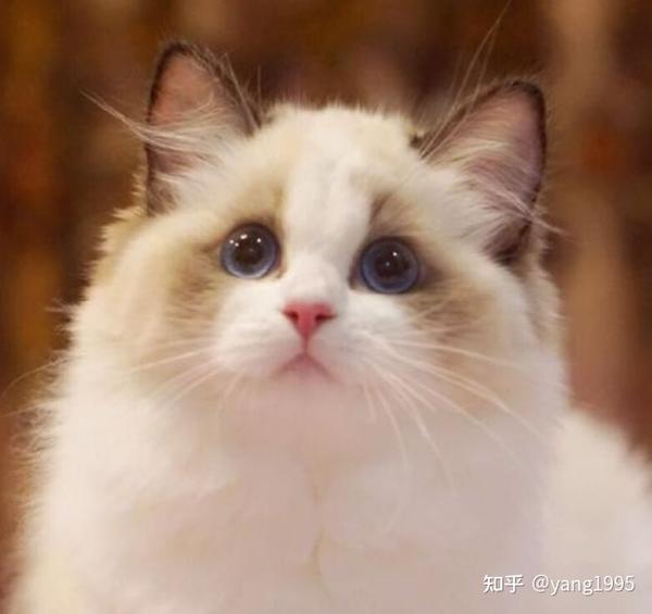 布偶猫的价格一般是多少钱一只?市场上买的布偶猫要多少钱?