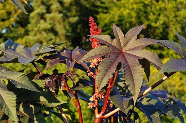 木本植物和草本植物有啥区别?