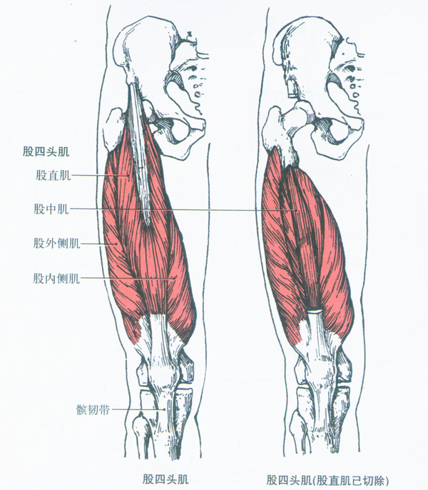 后面和内侧,分为前外侧群肌,后群肌和内侧群肌 部位:大腿前面,有4个