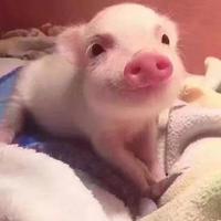 爱睡觉的美猪子