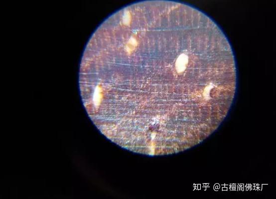 欣赏放大100倍的小叶紫檀横切面图片