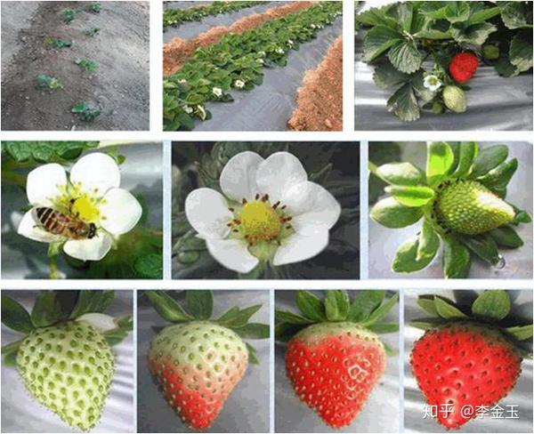 草莓种植栽培整个生长期管理大全防治炭疽根腐白粉等
