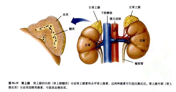 在非哺乳类脊椎动物中,同种肾上腺皮质细胞和髓质细胞的组织结构非常