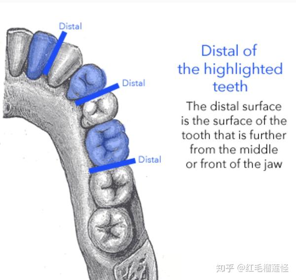 incisal ridge 切嵴