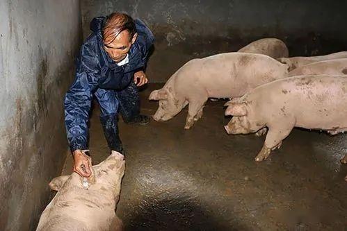 炎炎夏日猪发生中暑怎么办掌握急救措施让猪起死回生