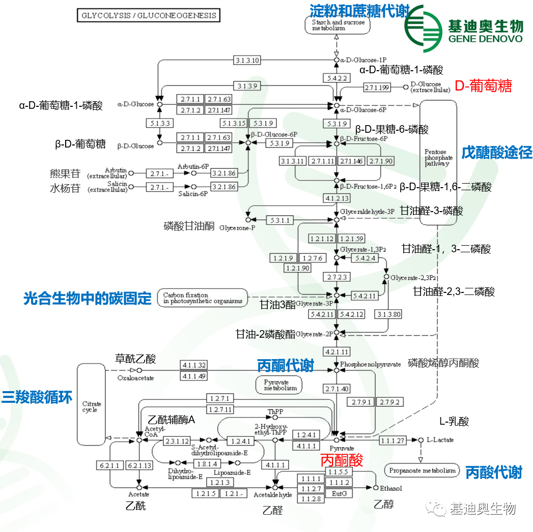 糖酵解糖原异生信号通路专题解析