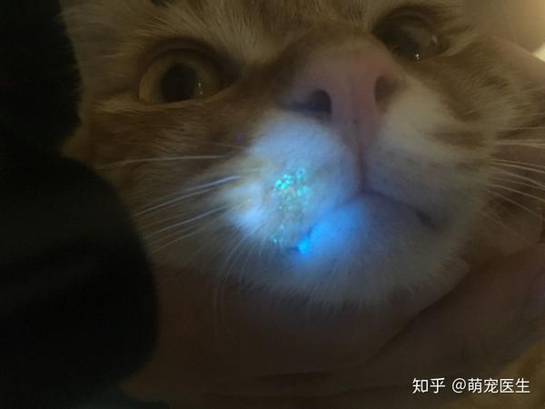 下图的案例肉眼观很像毛囊炎,也就是黑下巴,但是经过伍德氏灯的照射