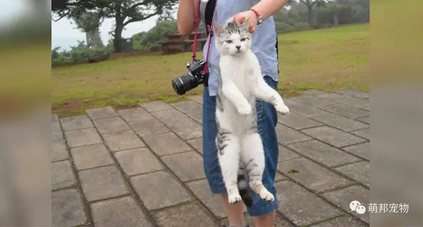 抱猫姿势千万种,抓住后颈把其拎起来的行为绝对是大错特错.