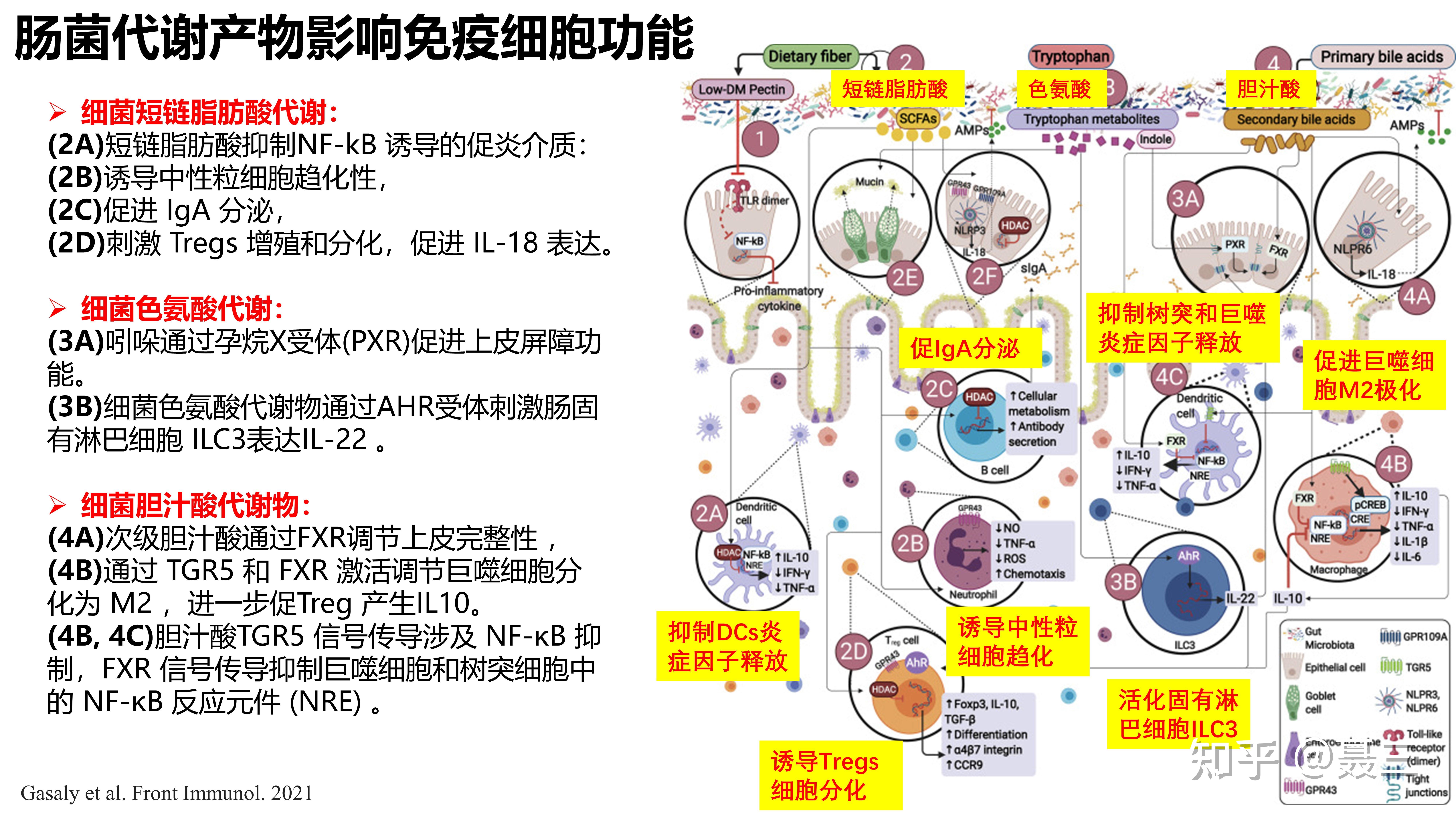 炎症性肠病中肠道微生物和免疫的互作机制