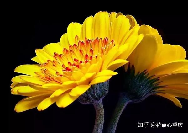它一直被称为" 母亲之花",象征着宽容慈祥和不求回报的母爱,如果在
