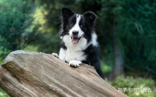 边境牧羊犬智商第一,但这辈子休想当警犬!