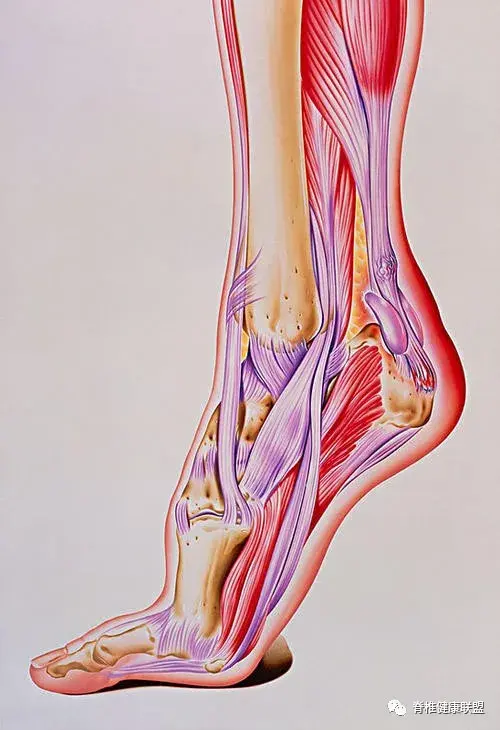 后跟由33个关节,100多块肌腱和韧带组成,脚底的韧带紧连着跟骨的底端