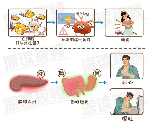 胰腺为啥发炎致死腹痛背后真相是啥胰腺炎发病机制动漫版