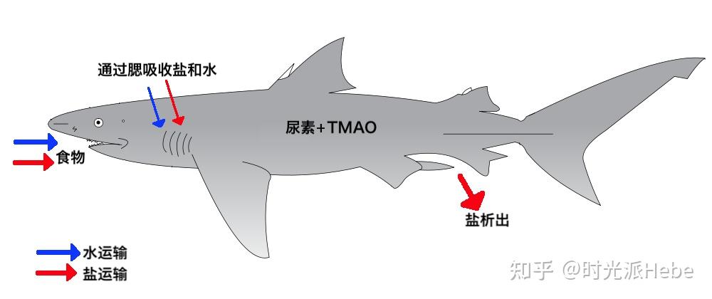 独家解读活了400年的明朝鲨鱼身上有多少长寿作业可抄