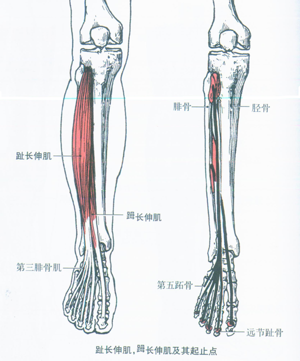 起点:胫骨体外侧面上1/2 止点:内侧楔骨内侧面和第1跖骨底.