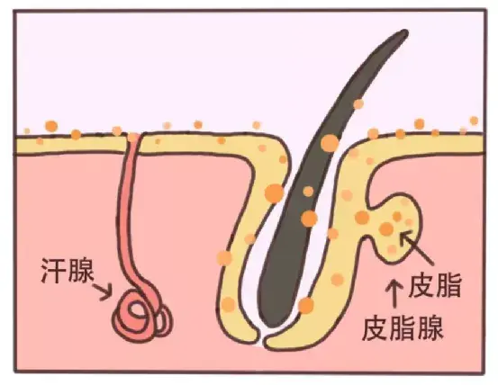 皮肤与皮脂腺示意图