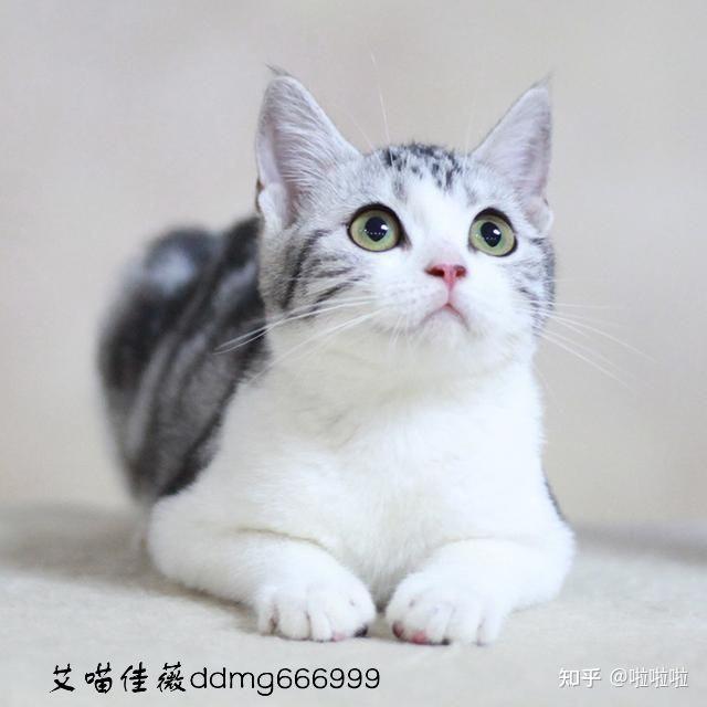 请问这只猫长大是长毛的美短吗
