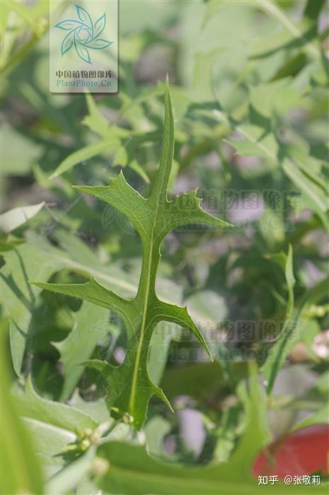 蒲公英和翅果菊到底怎么区分?在我看来,它们简直一模一样啊 .