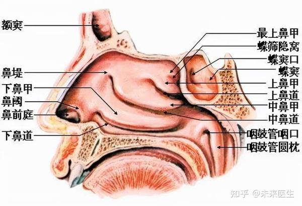 【未来医生换季专题】秋季鼻炎复发,堪比不死"绝症"!