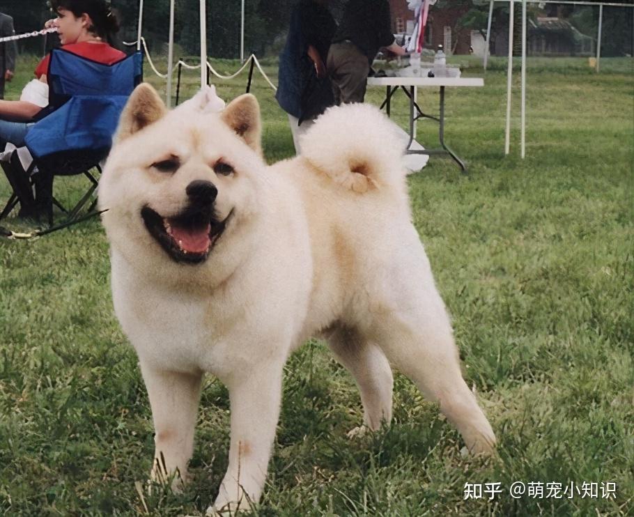 中国福犬