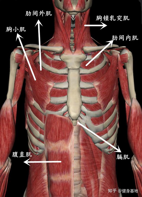 肋间外肌收缩时,肋骨向外侧翻转,同时胸骨也推向前方,使胸廓前后,左右
