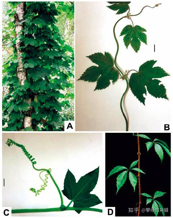 一些常见藤本植物的缠绕茎和攀援茎,以及卷须结构.图片来源自[].