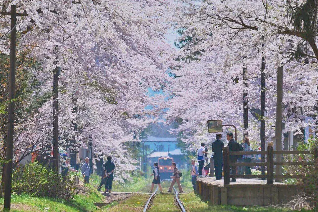 日本樱花小众目的地推荐