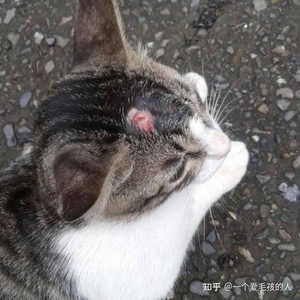 猫咪头上鼓个包凸起流脓软的怎么办