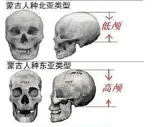 根据种族学的文化研究,蒙古人种的北亚类型一般颅型较低,眼眶到头顶