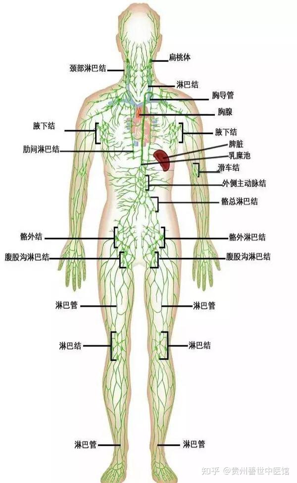 经常做淋巴排毒的好处你一定要知道