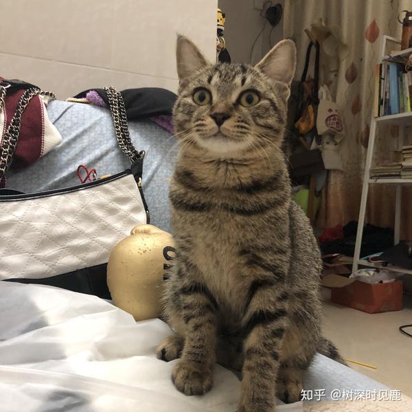 狸花猫很胖怎么办