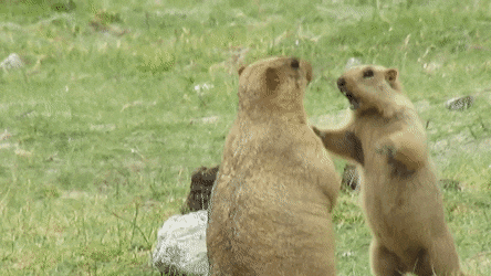 喜马拉雅旱獭:魔性咆哮表情包创始人 | 三江源国家公园野生动物百科