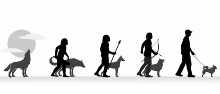 跟上带你了解狗狗的进化史