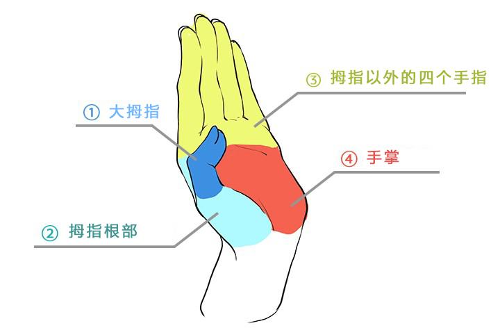 极画学院:绘画手掌结构手部姿势正确结构基础篇