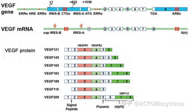 命名为血管内皮生长因子(vascular endothelial growth factor, vegf)