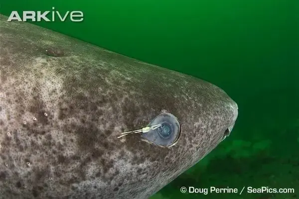 生活于北冰洋的 小头睡鲨 somniosus microcephalus(格陵兰鲨鱼)能活
