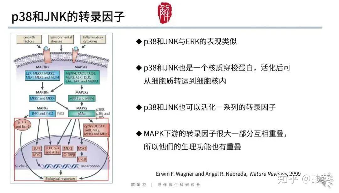 NF κB通路又有新发现医学研究必须看懂的信号通路 知乎