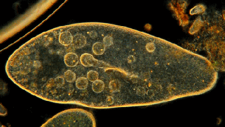 2020备战高考高中生物三年必备考点归纳看到就是赚到二