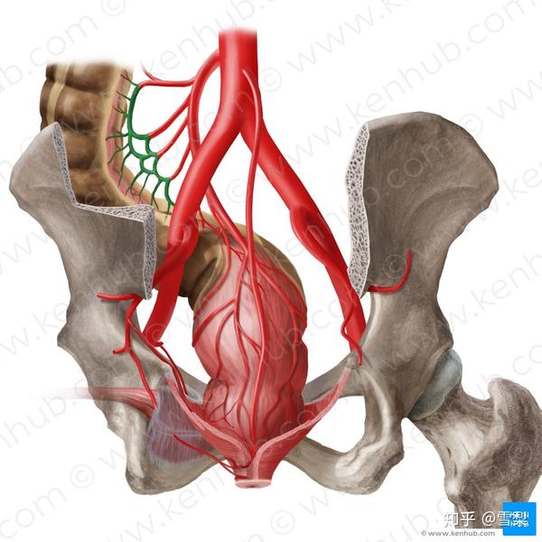 marginal artery of drummond