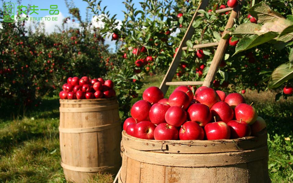 苹果可防止肥胖预防癌症种植户种苹果掌握7点硕果累累