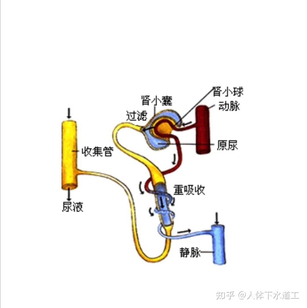 尿液的产生过程是怎样的