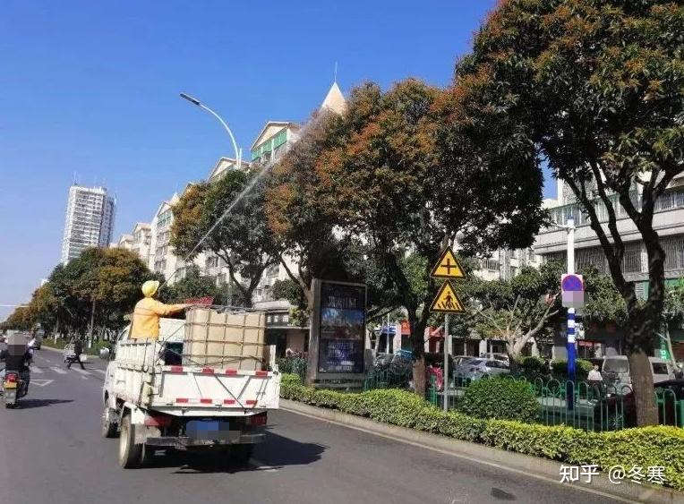 为什么广州这么多行道树是芒果树有什么说法吗