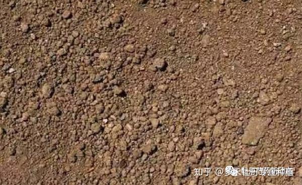 种植牡丹芍药不处理土壤损失惨重