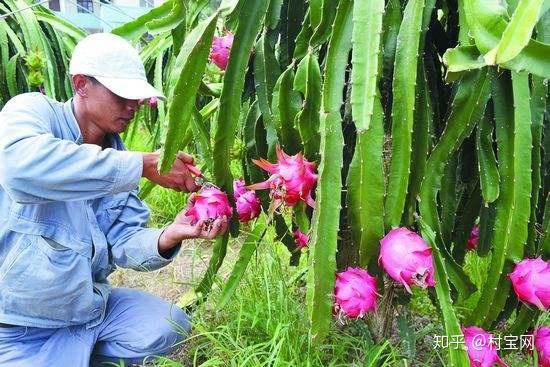 村宝网火龙果种植技术与管理需要做好那些措施提升口感