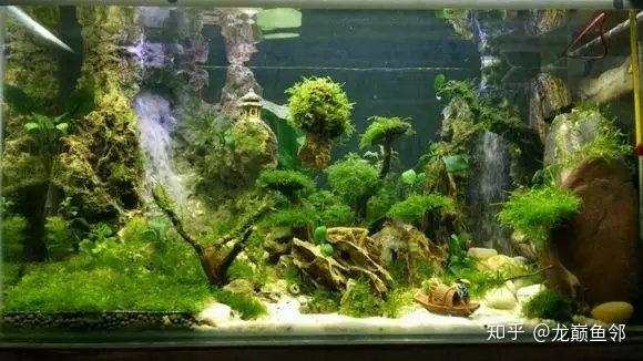 流沙造景了解下,让你的水草缸更有仙气