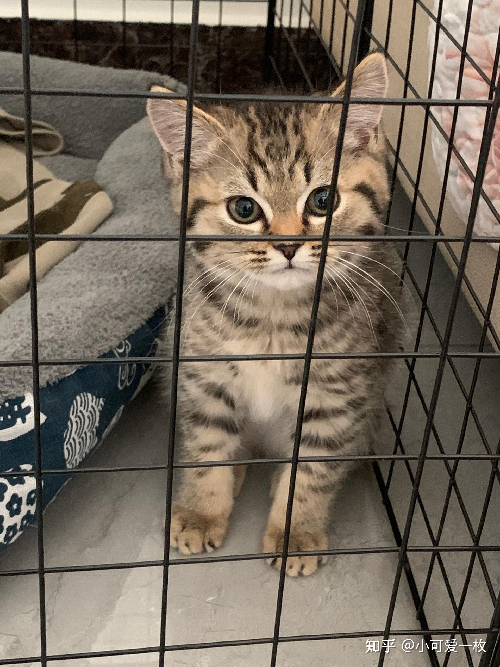 网上买了一只英短金虎斑猫大家帮我看看是不是狸花猫