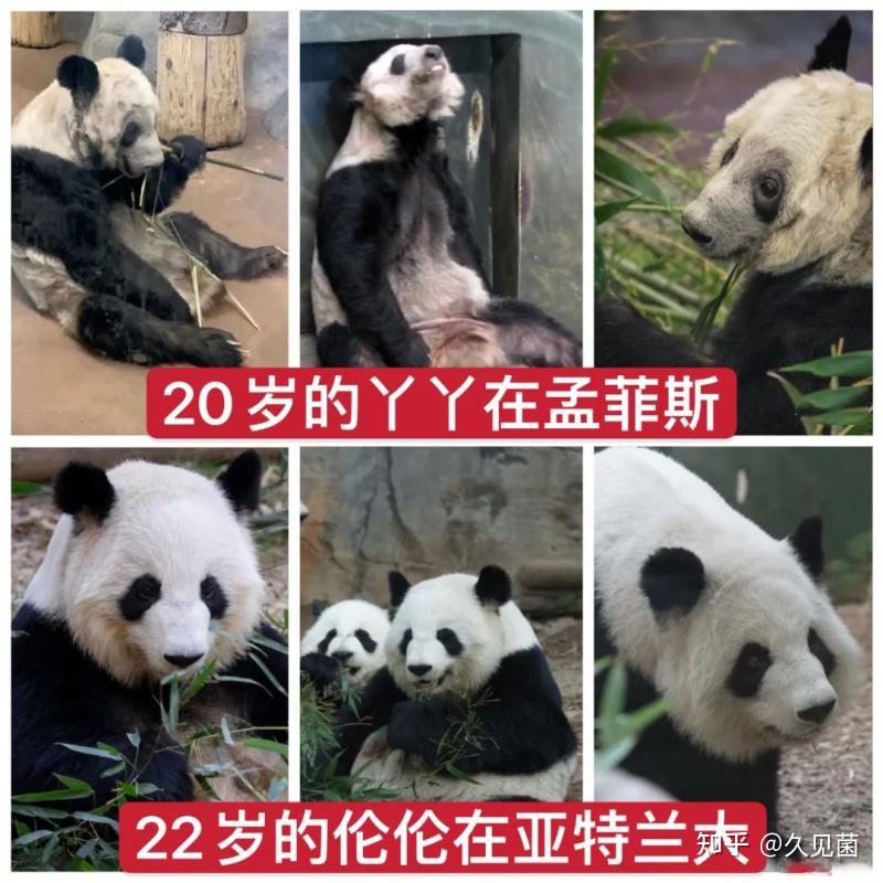 这样才更有说服力,荷兰雷纳的欧维汉动物园也租借了我国的大熊猫,但是
