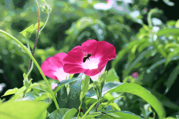 gif 动态图(3) 自然风景:花:解语动人 (梅兰竹菊,牡丹