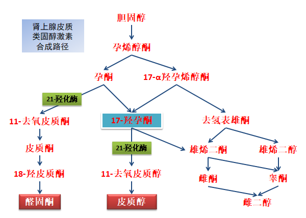 肾上腺皮质激素合成路径